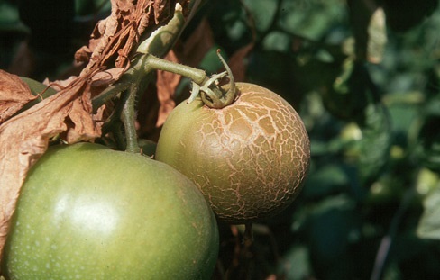 Bronzed and cracked tomato fruit infested by russet mites.