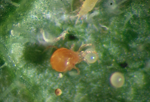 Phytoseiulus persimilis.