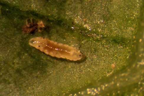 Feltiella larva.