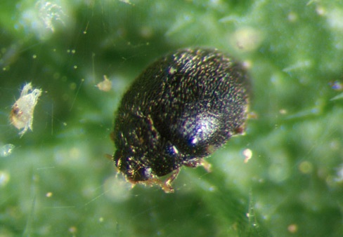 Stethorus adult.