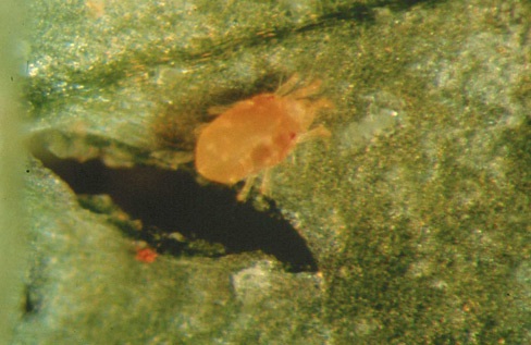 Overwintering twospotted spider mite.