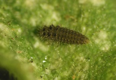 Stethorus larva.
