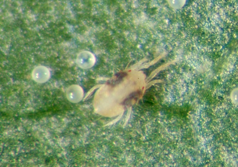 Adult twospotted spider mite with eggs.