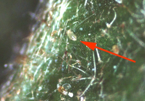 Broad mite adult.