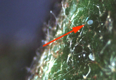 Broad mite egg.