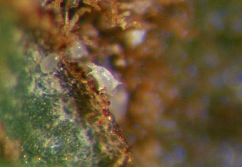 Cyclamen mite egg.