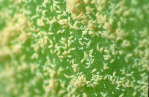 Tomato russet mite.