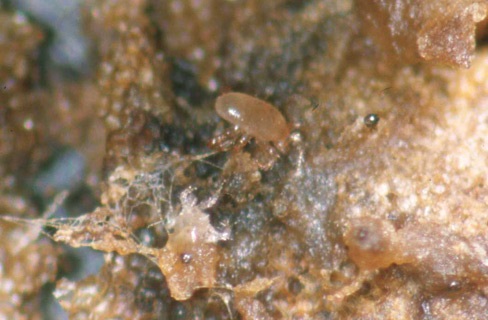 Bulb mite.