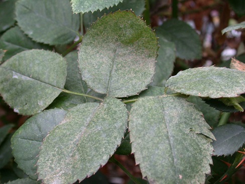 Twospotted spider mite damage on rose leaves.