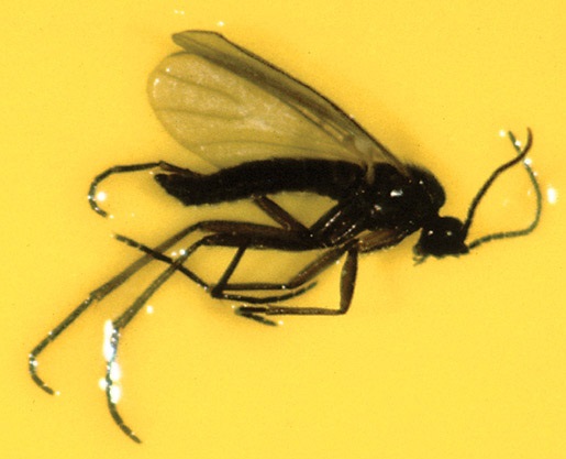 Mouche des terreaux adulte sur une plaquette collante. Noter la longueur des pattes et des antennes.