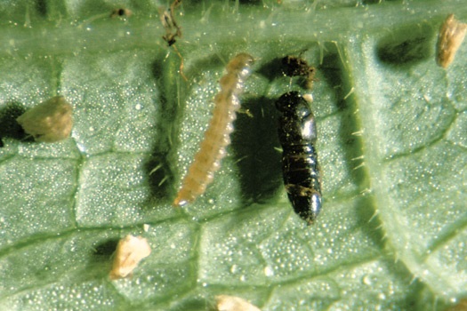 Le staphylin Dalotia coriaria est un prédateur terricole qui se nourrit des œufs et des larves des mouches des terreaux et des mouches des rivages.