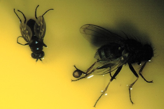 Coenosia attenuata est une mouche prédatrice. L'adulte se nourrit d'insectes volants, comme les mouches des terreaux et les mouches des rivages, tandis que la larve se nourrit d'organismes terricoles. La photo permet de comparer la taille d'une mouche des rivages, à gauche, à celle de Coesnosia, à droite.