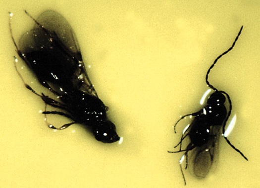 Comparaison entre Synacra (à gauche) et Hexacola, cette dernière étant plus petite et ayant l'abdomen plus arrondi.