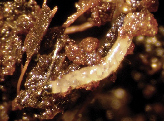 Larve de mouche des terreaux.