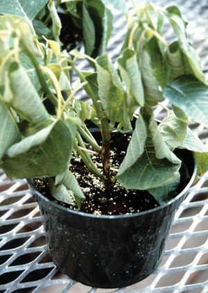 Poinsettia infecté par le rhizoctone, l'une des maladies que peuvent transmettre les mouches des terreaux.