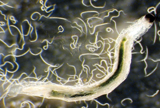 Le nématode Steinernema feltiae peut se révéler un allié efficace contre les mouches des terreaux.
