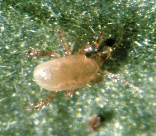 Les acariens prédateurs du genre Stratiolaelaps se nourrissent d'organismes terricoles, comme les larves de mouches des terreaux et les pupes de thrips.