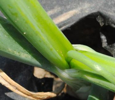 Onion thrips are very small insect pests of onions. They are the small yellowish-brown spots seen in the centre of this plant.