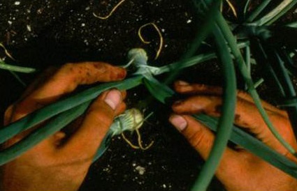 Carefully pull the onion leaves apart to count thrips.