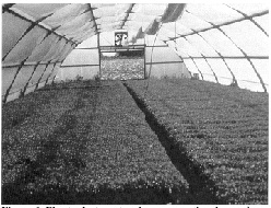 Plants de tomates de conservation homogènes, de belle qualité, en plateaux alvéolés (288 alvéoles), cultivés dans une serre tunnel bien aérée.