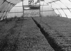 Uniform, high-quality processing tomato transplants in 288 plug trays in a well-ventilated quonset greenhouse.