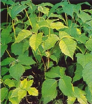 Poison-ivy with bright green foliage during summer.