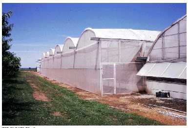 Dans cette serre multi-chapelles, on a prolongé les chéneaux et on a ajouté une baie fermée par une moustiquaire à la structure existante.
