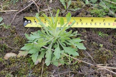 Photo d'une rosette de vergerette du Canada à la fin-mai avec un ruban à mesurer qui montre que la rosette mesure 4 pouces.