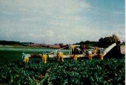 Harvest aid being used in cutting broccoli.