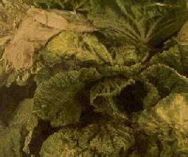 Chou chinois infecté par le virus de la mosaïque du navet. Noter l'apparence tachetée caractéristique de la plante infectée.