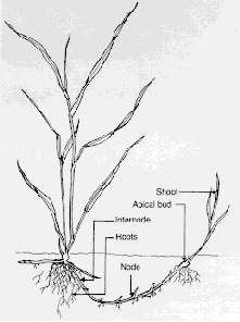 Drawing of quackgrass and horizontal growth of a rhizome.