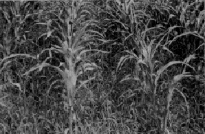 Corn infested with quackgrass.