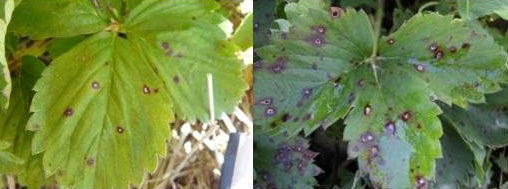 Common leaf spot.