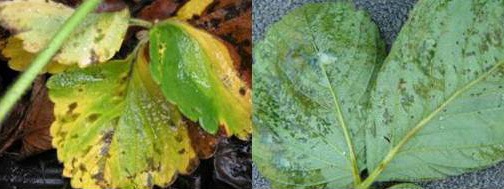 Angular leaf spot.