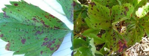Leaf scorch.