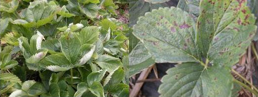 Powdery mildew.