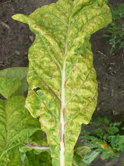 Symptômes du PVY sur des feuilles de tabac.