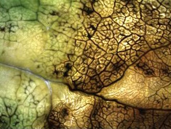 Close-up of black rot lesion with blackened veins on Brussels sprout leaf.