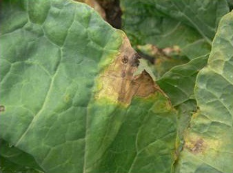 Lésion en forme de U avec nervation noire sur le pourtour d'une feuille : symptôme type de la nervation noire dans le chou-fleur, les choux de bruxelles et le brocoli.