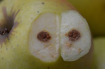Tissu brun liégeux sous l'épiderme de la pomme.