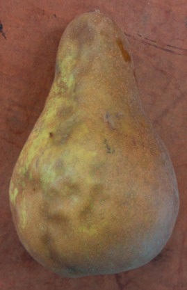 Blessure externe sur une poire.