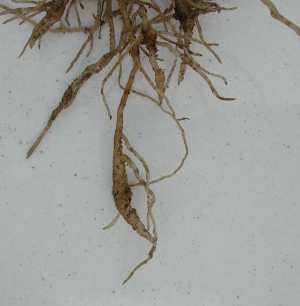 Root swelling or knot symptoms on strawberry roots caused by rootknot nematodes.