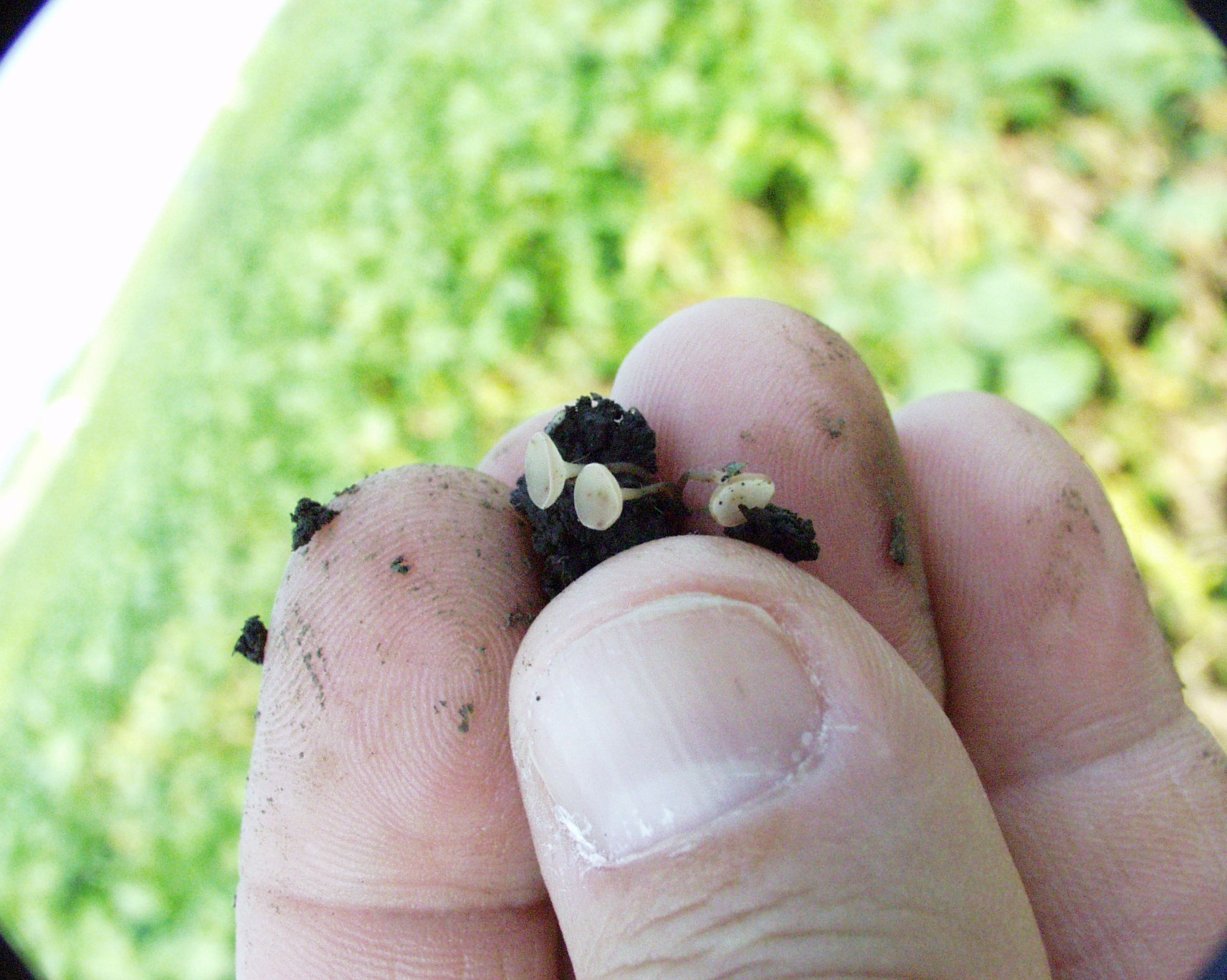 Les sclérotes dans le sol vont produire des structures fongiques appelées apothécies qui éjectent des spores dans le plant de soya.