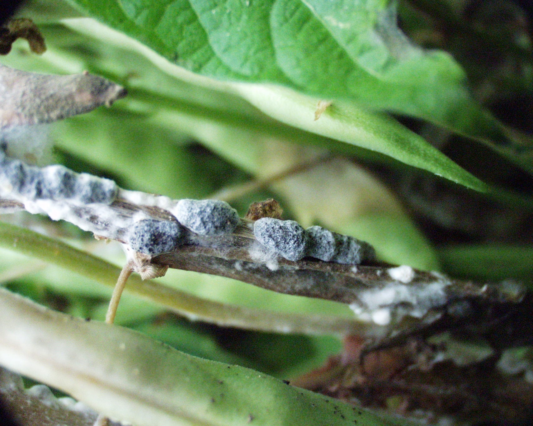 Sclérotes, tige — après l'inoculation du plant par les spores, le champignon pathogène se développe et absorbe les éléments nutritifs de la plante ce qui provoque l'entortillement des tiges et tue les tissus supérieurs en donnant les dommages illustrés à la figure 1.