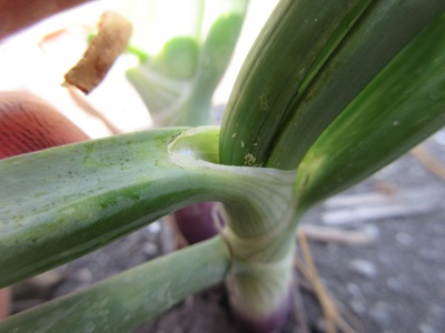 Onion thrips on transplants visible by pulling the leaf axils apart.