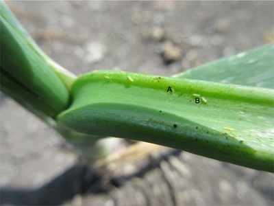 The first instar and second instar of onion thrips larvae.