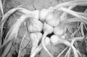 Shallot plant made up of a multitude of small bulbs.