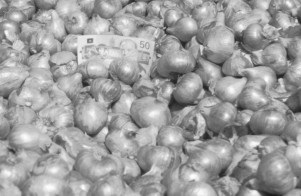 Shallot bulbs cured and ready for market.