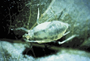 Non-winged green peach aphid.
