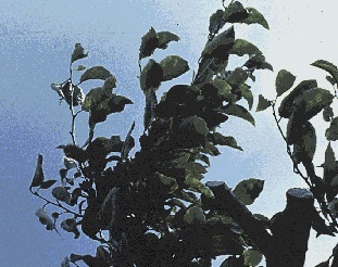 Chlorotic blotches and spots on leaves of Sharka infected plum tree.